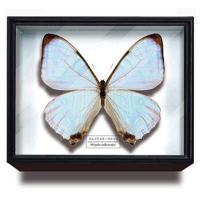 STC ドイツ箱マグネットコレクション モルフォ蝶特装版 【いきもん】