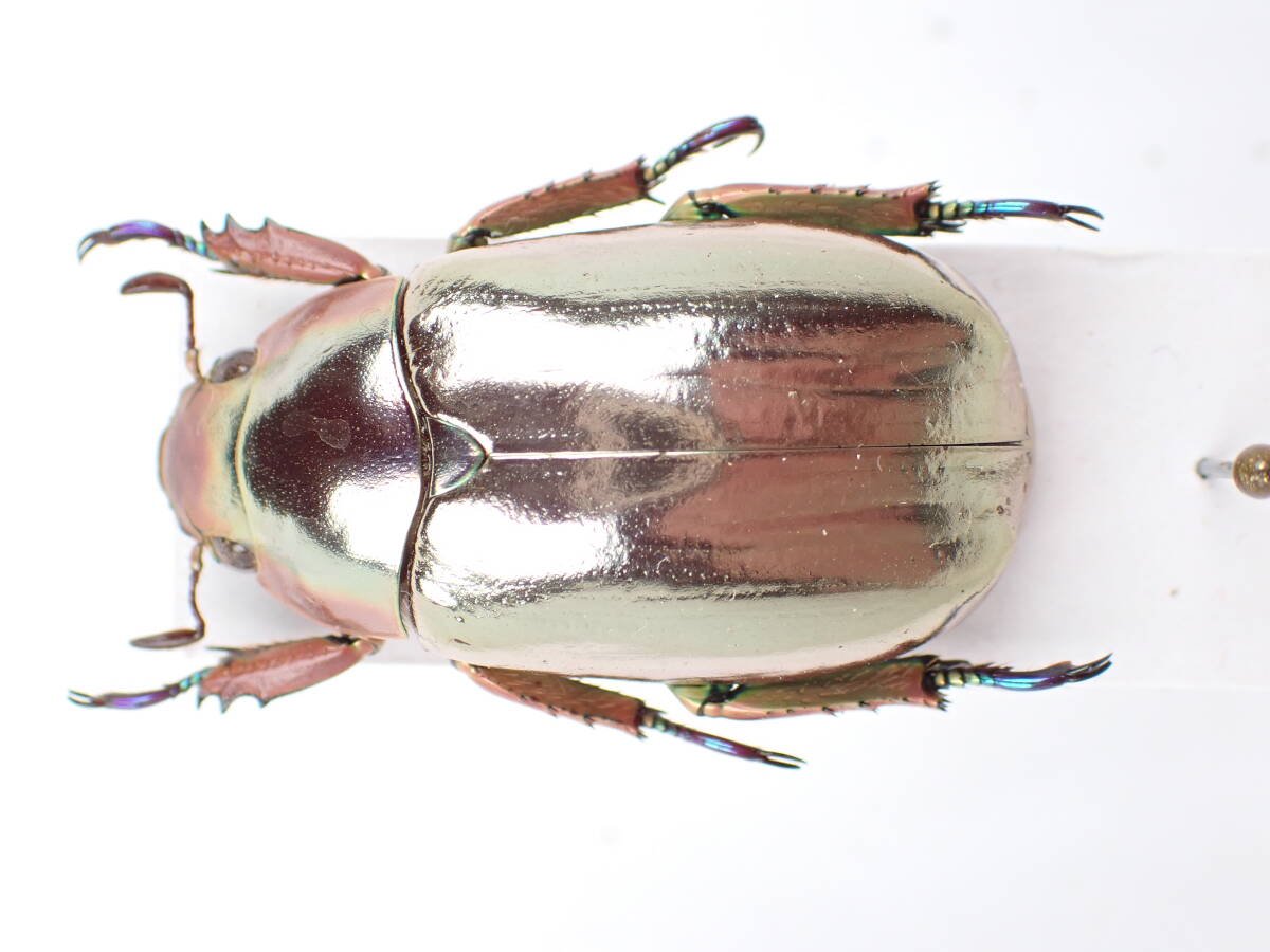 Yahoo!オークション -「プラチナコガネ」(ペット、生き物) の落札相場