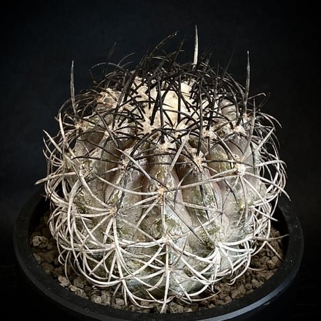 コピアポアグリセオビオラセア | STORES